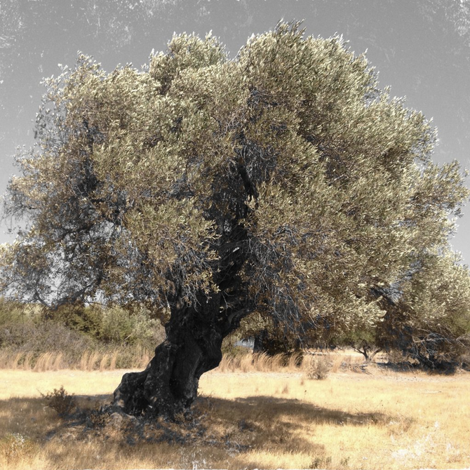 Alter mediterraner Olivenbaum – Sinnbild für das Konzept von Olive, Brot & Wein